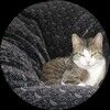 uglycat3